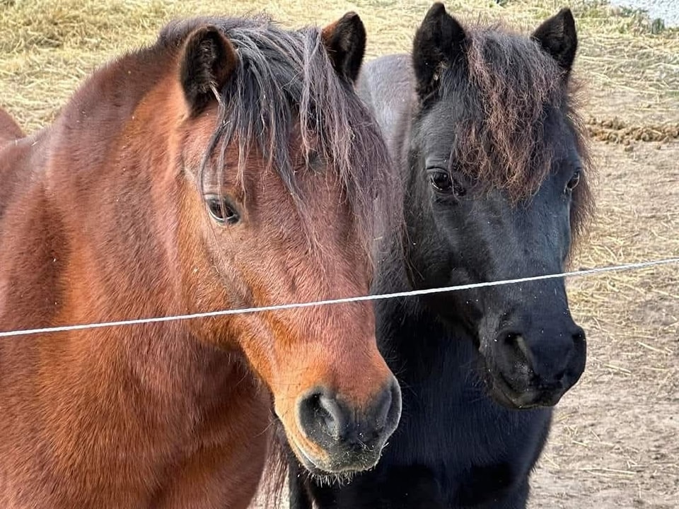 2 ponies