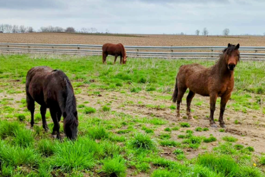 Three horses graising on a field