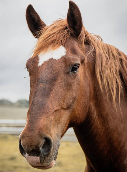 Brown horse