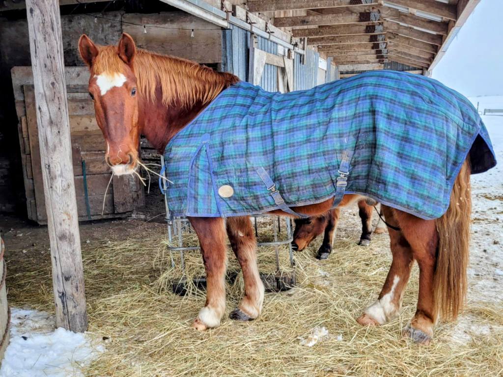 Brown horse