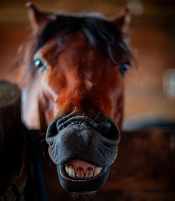 Brown horse smiling