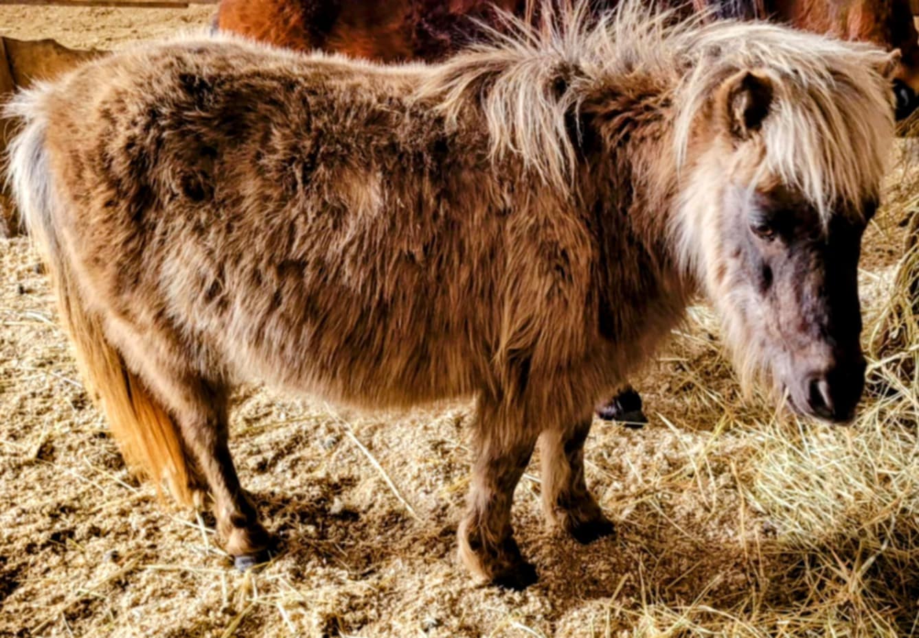 Fluffy brown pony