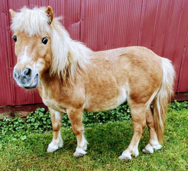 Brown pony